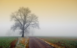 Tree On Foggy Road