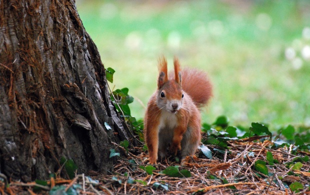 Tree Squirrel (click to view)