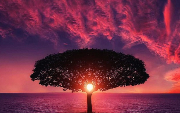 Tree, Sunset and Purple Sky (click to view)