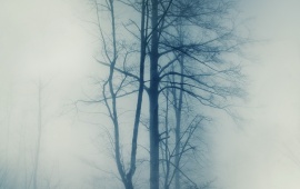 Trees In Dense Fog