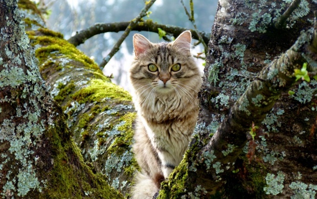 Trees Near Cat (click to view)