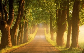 Trees Road