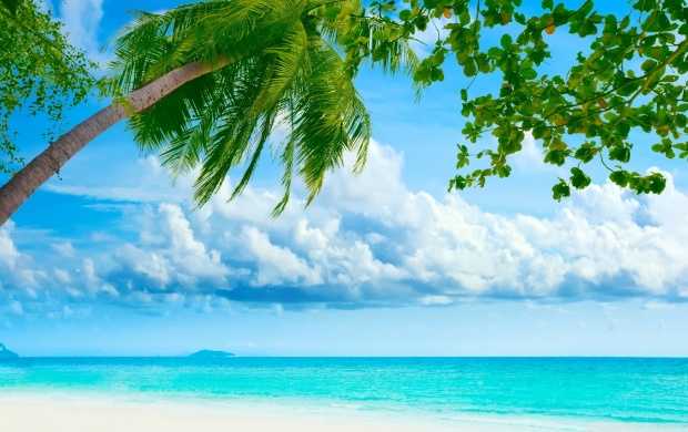 Tropical Beach and Palm (click to view)