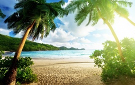 Tropical Beach Palms