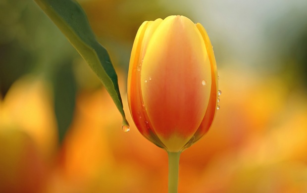 Tulip Flower Nature Macro (click to view)