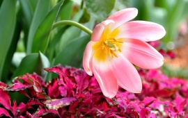 Tulip Petals Flower