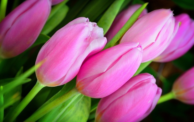 Tulips Buds Pink (click to view)