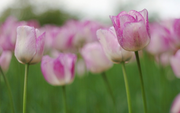 Tulips Buds Pink Flower (click to view)