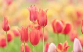 Tulips Field Meadow Nature