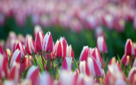 Tulips Flowers Garden