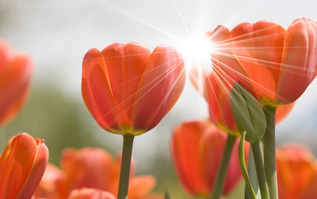 Tulips Nature Flowers (click to view)