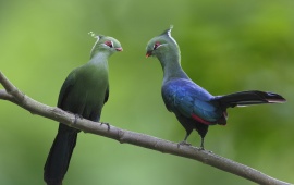 Turacos Couple At Branch