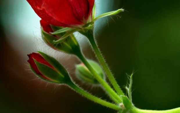Twig Geranium Red Flower Buds (click to view)
