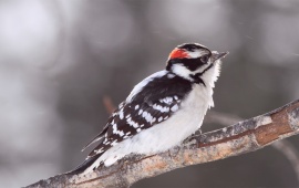 Twig On A Woodpecker