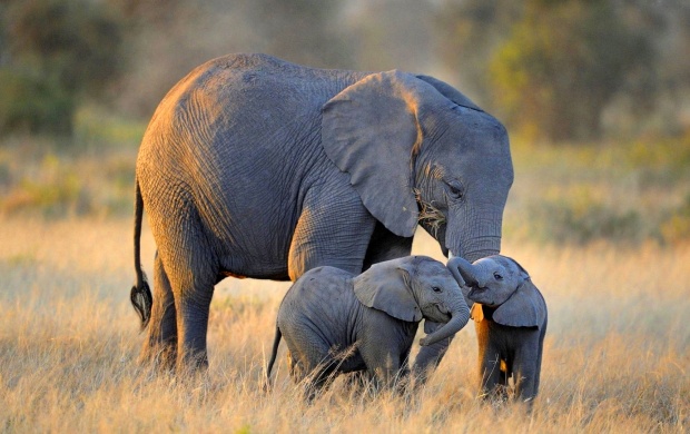 Twin Baby Elephants