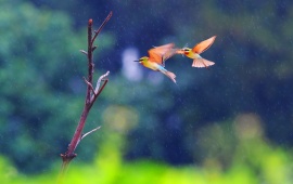 Two Birds Flying In The Rain