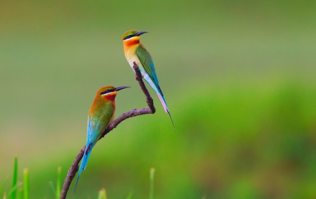 Two Birds On A Branch
