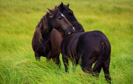 Two Black Horse In Grass