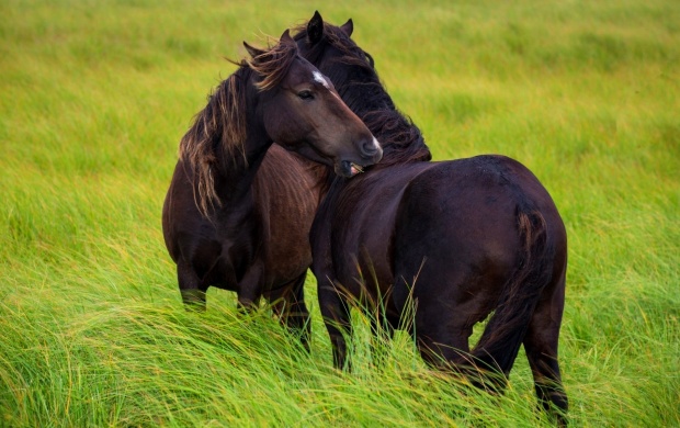 Two Black Horse In Grass (click to view)