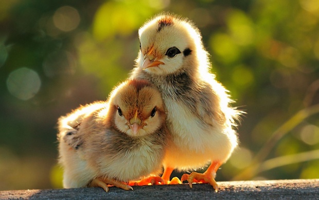 Two Chickens Baby (click to view)
