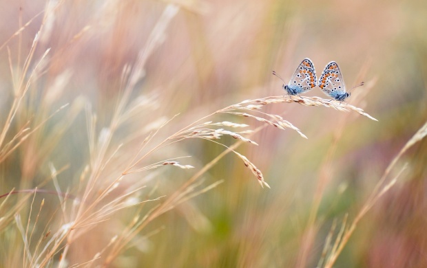 Two Couple Butterfly