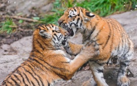 Two Cubs Fighting
