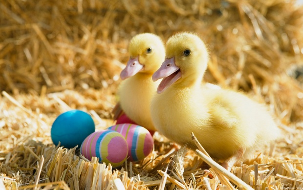 Two Duck With Easter Eggs