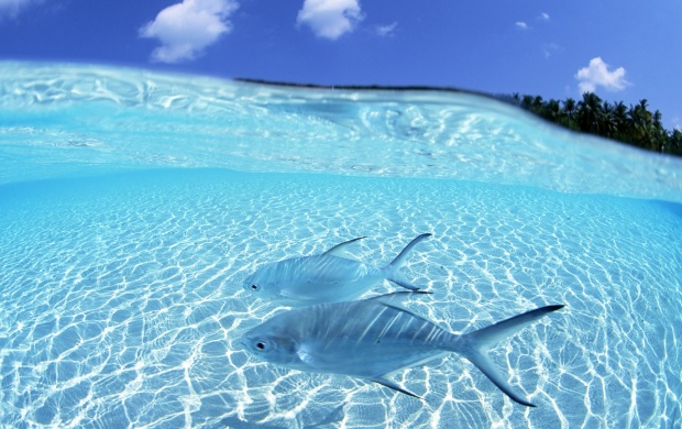 Two Fish Swimming in Clear Water (click to view)