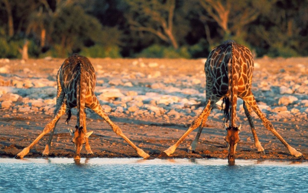 Two Giraffe Drinking Water