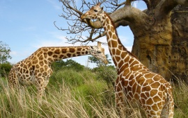 Two Giraffes Wallpaper