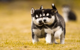 Two Husky Dog Puppies