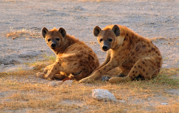 Two Hyena