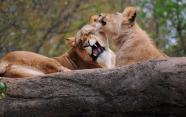 Two Lions Playing Game