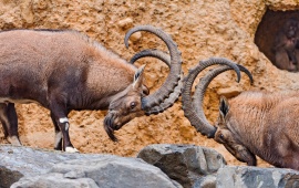 Two Male Ibexes Fighting