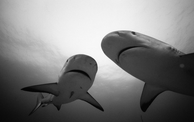 Two Sharks In Water (click to view)