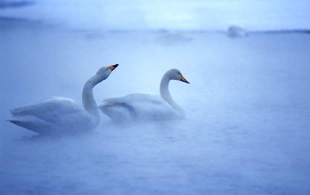 Two White Swans (click to view)