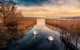 Two White Swans On A Lake