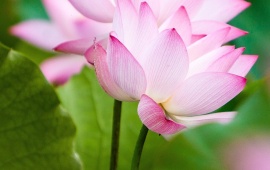 Twol Pink Lotus Flowers And Leaves