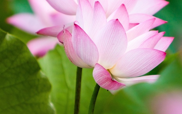 Twol Pink Lotus Flowers And Leaves (click to view)