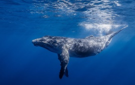 Underwater Largest Whale