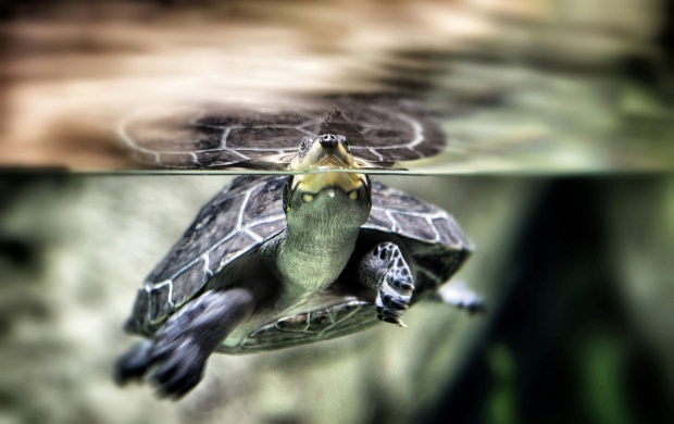 Underwater Turtle (click to view)