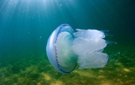 Underwater World Jellyfish