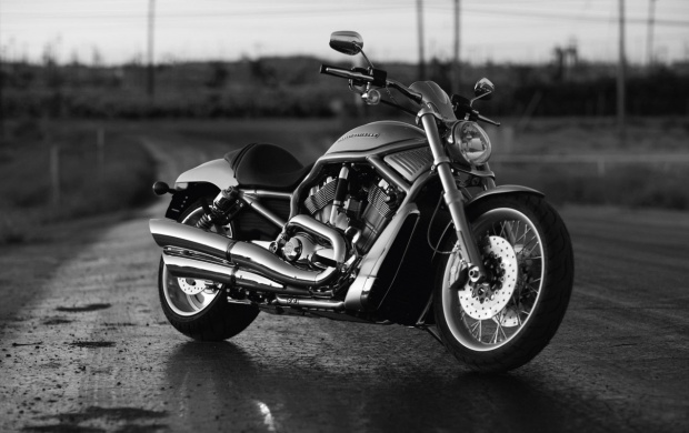 V-Rod Harley Davidson