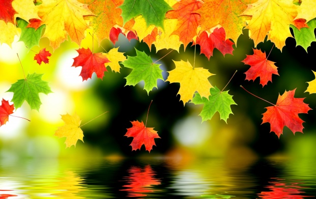 Various Autumn (click to view)