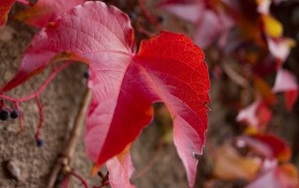Vine Maple Leaves In Autumn