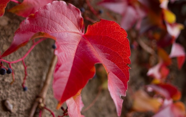 Vine Maple Leaves In Autumn (click to view)