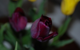 Violet & Yellow Tulips