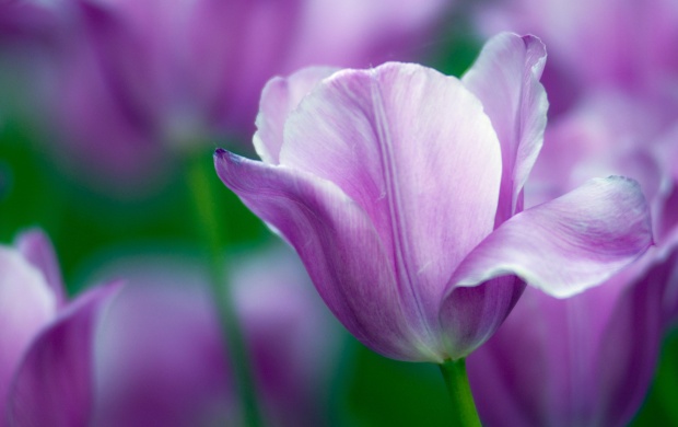 Violet Tulips Petals