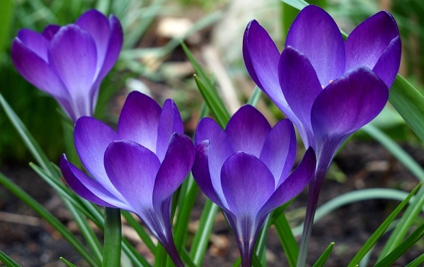Violets In The Garden