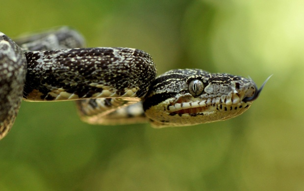Viperidae Snake Eyes (click to view)